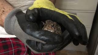 A Toad Has Come To Visit Us:) A very short video