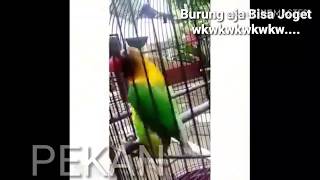 HIBURAN : GOYANG BURUNG