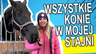 Wszystkie konie w mojej stajni