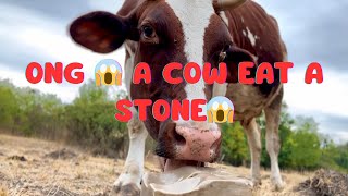 Do cows like rocks?🤔