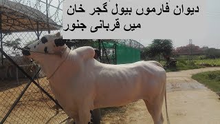 Qurbani Janwar Bulls Farm at Dewan Farms bewal gujar khan دیوان فارموں بیول گجر خان میں قربانی جنور