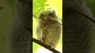 Baby screech owlet