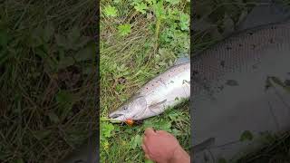 Atlantic salmon from Driva river #norway #fishing #salmon #shorts