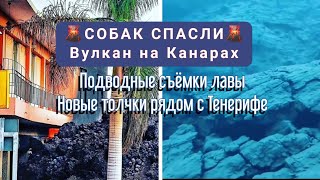 СОБАК СПАСЛИ | Вулкан на Канарах | Лава под водой | Канары Новости