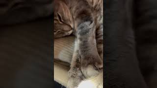 CAt Foot