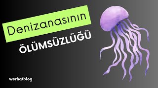 Denizanasının Ölümsüzlüğü: Turritopsis Dohrnii’nin Sırrı #bilgi #denizanası #bunlarıbiliyormusunuz