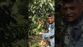 HASS AVOCADO BALI INDONESIA #avocado #alpukat