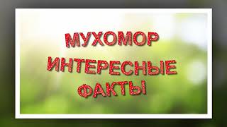 Мухомор красный. Топ  фактов про мухомор. Легенда о мухоморе красном.