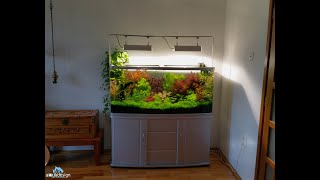 How to clean and maintain  a Dutch aquarium