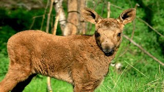 Adorable Baby Moose