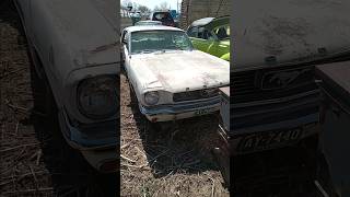 Junkyard Mustangs! Like and subscribe for more. #junkyard #ford #fordmustang