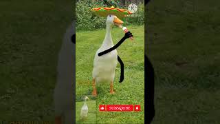 sangit danceg duck😲 #sorts#vayral #cartoon🤪