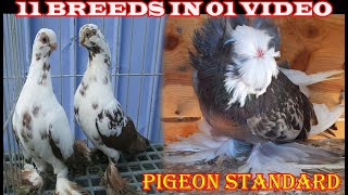 Top Varieties of Fancy Pigeon Breeds #81