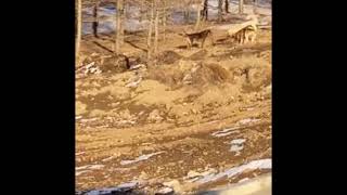 Stray dogs eats a deer