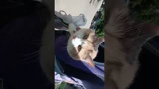 #любовь #кошки #юмор #милота #лето #котики #приколы #video #shortvideo #cat #смешноевидео