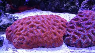 Cyanobacteria in reef tank - part 4 final results