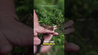 Giant Weta | The Heaviest Insect On Erath