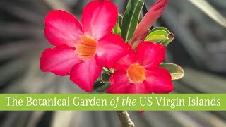 Botanical Garden of the US Virgin Islands