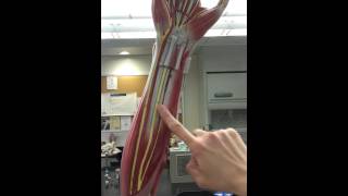 Arm nerves