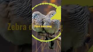 zebra dove song