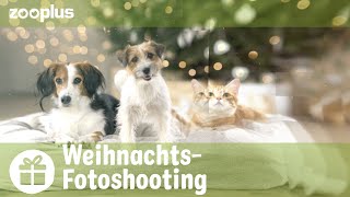 Hinter den Kulissen: Weihnachtsshooting 2021 (mit Hunden und Katzen) | zooplus