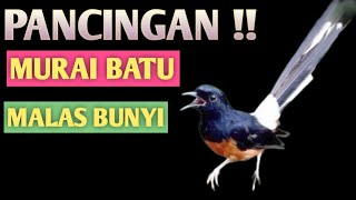 PANCINGAN MURAI BATU MALAS BUNYI!! 99,9% MURAI BATU ANDA NYAUT DAN KEMBALI PERCAYA DIRI UNTUK BUNYI