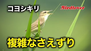 コヨシキリの複雑なさえずりを満喫