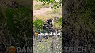 😍DANCING OSTRICH😍#shortsviralvideo #youtubeshorts #shortsvideo #youtube #ytshorts #trending