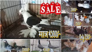 Best Quality Of Fancy Pigeon Wholesale Market 😍 | Kabutar market Kerala