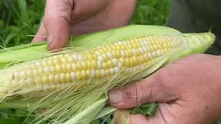 Picking Our First Sweet Corn of the year !