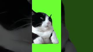 Tuxedo Cat Dancing EDM #shorts #catmeme #catdance #greenscreen