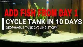 Geophagus Tank EASY CYCLING!