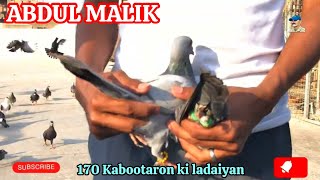 Abdul Malik Bhai | 170 new Kabootaron ki Ladaiya | Gola kabutar | 🇵🇰 Most Expensive Pigeon fight