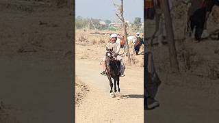 Black Pacer Mare Rider Ustad Bakhtiyar Hussain #ghodaance #sindhihorse #marwaribreed