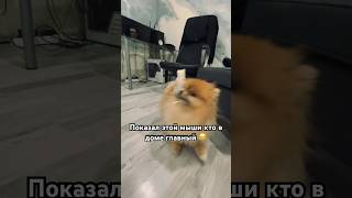 Показал этой мыши кто в доме главный 😂 #tiktok #reels #shorts #animals #pomeranian #dog