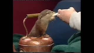 Daphne Neville With Her Otters - HTV News  Patricia Yorston  Bob Crampton