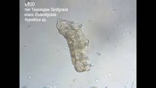 Тихоходка ("водяной медведь") - Phylum Tardigrada;  Hypsibius sp.