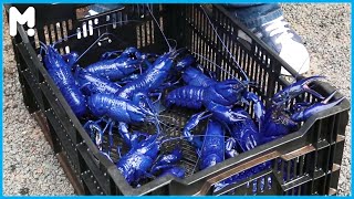 Awesome Rare Blue Crayfish Farming - Blue Marron Harvesting Farm - Australia Blue Crawfish Farms