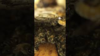 Take a Look Inside a Bee Hive!