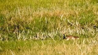 Gronostaj Europejski(Mustela erminea)