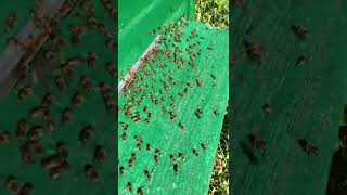 Пчеловодство. Выпаривают воду из нектара 🐝🐝🐝🐝🐝