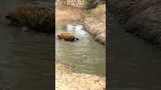 Hiena intrepida cazando pez en sharco