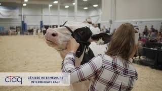 SUPRÊME LAITIER 2019 HOLSTEIN GÉNISSE INTERMÉDIAIRE