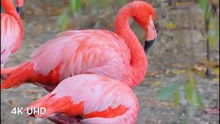 Colorful Birds in 4K   Planet Earth 4K   Beautiful Bird Sounds Nature Relaxation 4K UHD 60 FPS