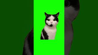 Cat customer service meme green screen free download #Fmootsic