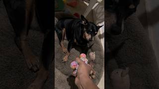 Dog Faces His New Toy Fear | Brave K9 Mentality 😏