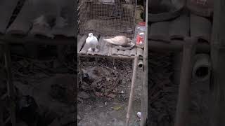 Bap to bap rahega Bap to bap rahega #pigeon #shtots #video #10mliek