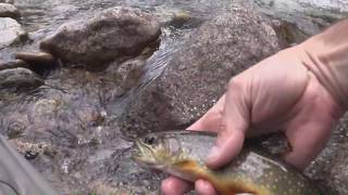 Fishing Colorado. Gore Creek near Vail Co.