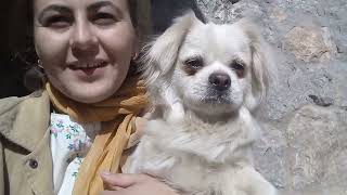 Meet our new friend! family meetup #viral #tiktok #trending #hunza #family #familyvlog #love #dog #f