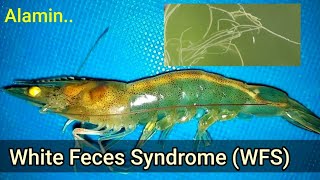 ALAMIN | White Feces Syndrome (WFS)